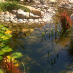 natural pond filiro