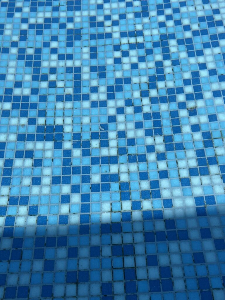 algae ibetween tiles